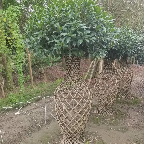 丹桂苗木基地批发 编织桂花花瓶 品种齐全 大量供货