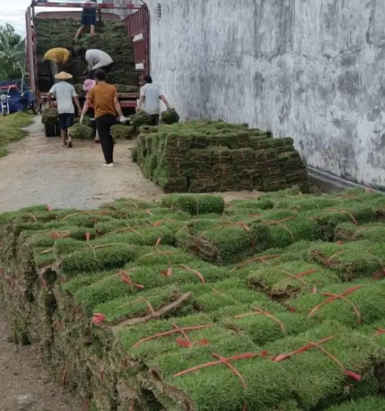 【绿茵缘】草皮‖场价批发：广州马尼拉草坪草皮卷，台湾草皮块,