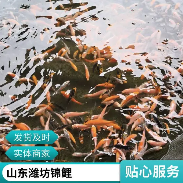 锦鲤苗哪家好 山东潍坊本地观赏鱼苗锦鲤鱼苗养殖场 多规格 供苗稳