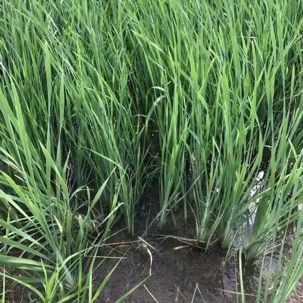 佳颖水生植物基地批发小香蒲 小香蒲价格 浙江小香蒲 小香蒲湿地绿化 东方香蒲