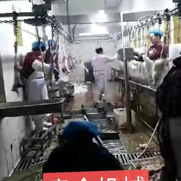 兔子自动宰杀设备 肉兔屠宰设备 家禽屠宰机械厂家