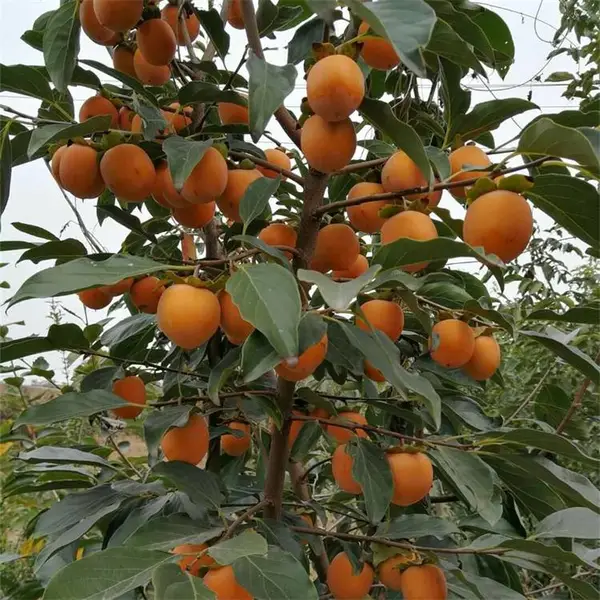 出售柿子树 果树柿子小苗 园林风景绿化观赏树苗