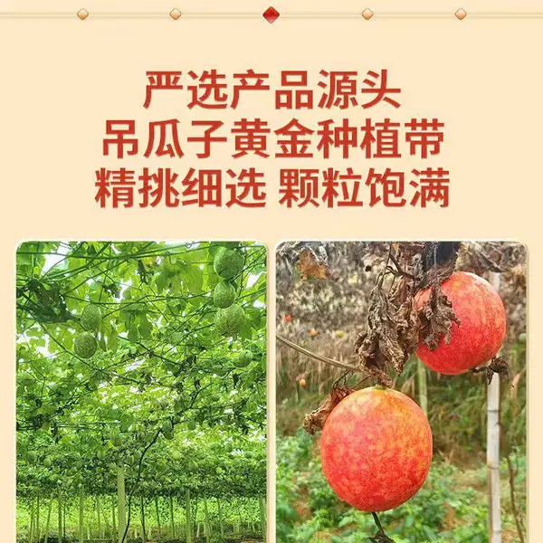 凤凰腊尔山高山吊瓜子,颗粒饱满、醇香绵长、壳薄易剥、奶香十足