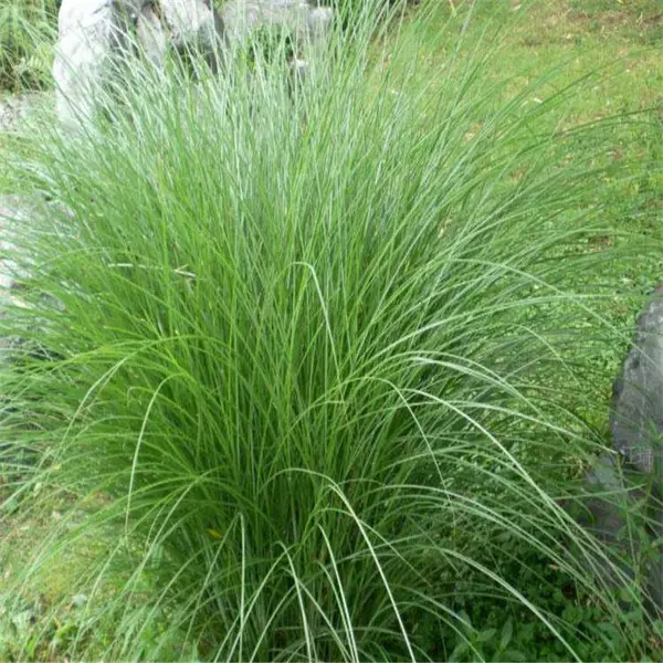 观赏草晨光芒批发基地 园林批发