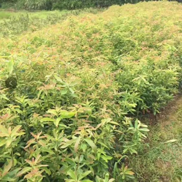 木荷苗供应 木荷小苗图片 常绿乔木木荷