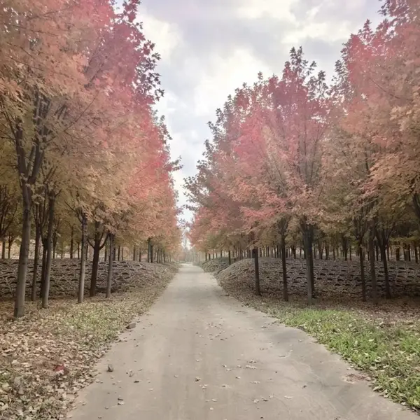 精品美国红枫,苗木基地批发,彩叶行道景观树