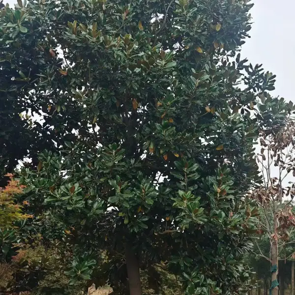山东聊城东昌府区白玉兰苗木基地批发销售,8公分红玉兰树苗厂家装车价格,玉兰树苗产地供应商报价