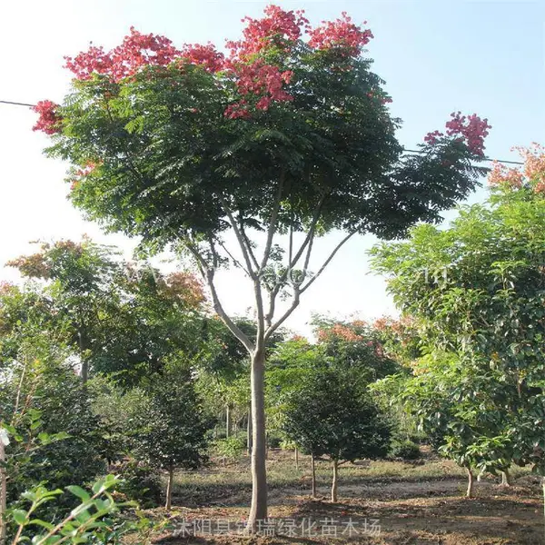 10公分栾树 四季有景 春花夏荫秋花红果可观赏 行道树 庭荫树