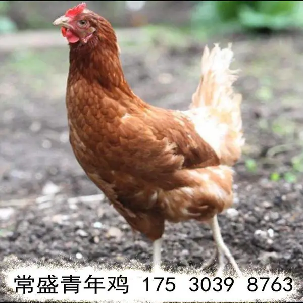 �����������꼦��ֳ���������ֵ������꼦 ����60�쵰��