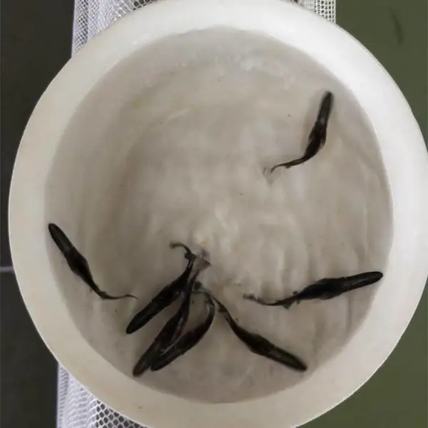 大量出售 优质鸭嘴鱼苗 存活率高 品种好 免费技术支持 天贵水产