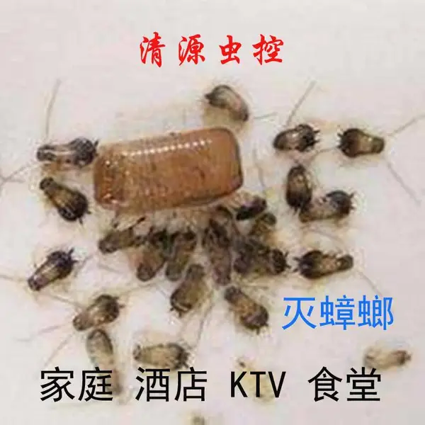 职业灭蟑螂 服务家庭 酒店 工厂 学校食堂 KTV 清源虫控 镇江润州大港