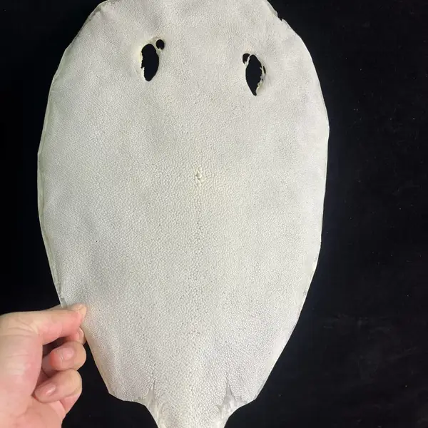 进口珍珠鱼皮黄貂鱼皮魔鬼鱼皮鲛皮剑鞘材料皮杆材料马鞍材料