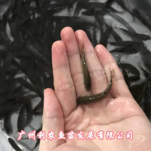 �Ĵ��������������������㽭�����л������������