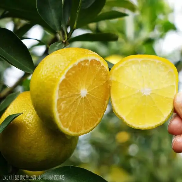 出售皇帝柑又名皇妃贡柑裸根系营养杯脱毒苗