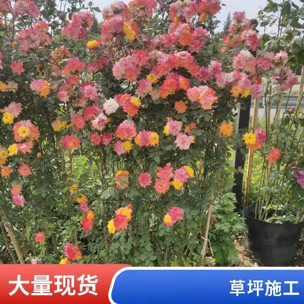 施工别墅私家花园设计屋顶花园设计草坪铺装高羊茅草坪通州