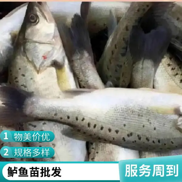 鲈鱼苗养殖场山东日照鲟鱼鱼苗批发支持定制