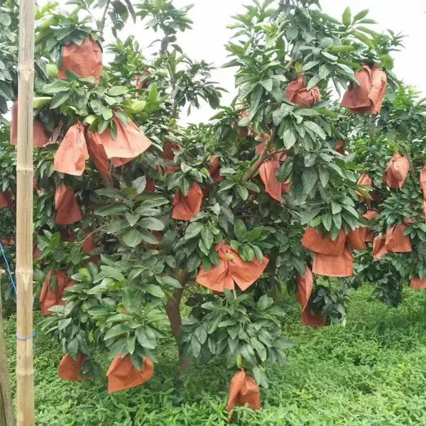 福建柚子树苗 三红蜜柚苗 三红蜜柚红心柚树苗