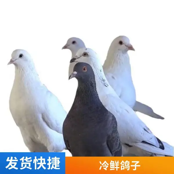 鸽子肉鸽子三只装土鸽子肉新鲜鸽批发广东农村散养【一手三鸟】