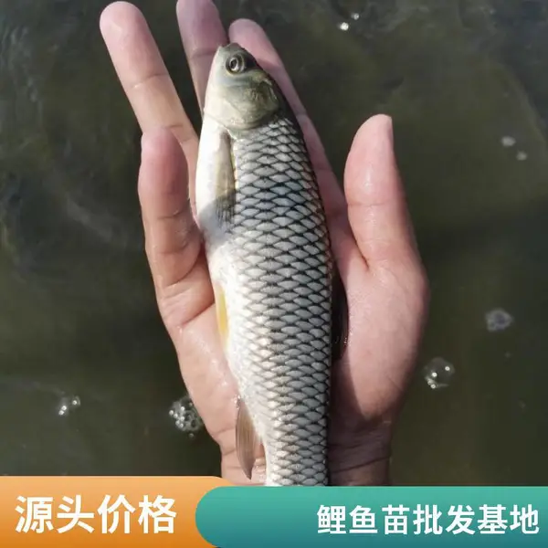 泰安本地草鱼苗鲤鱼苗鱼苗场3-5cm鱼苗混养搭支持现场看苗