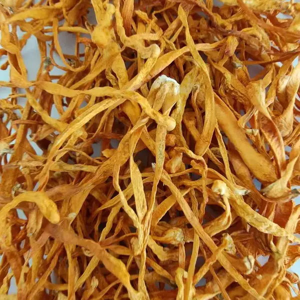 1.5公斤装北虫草/干制北虫草大孢子头/北虫草