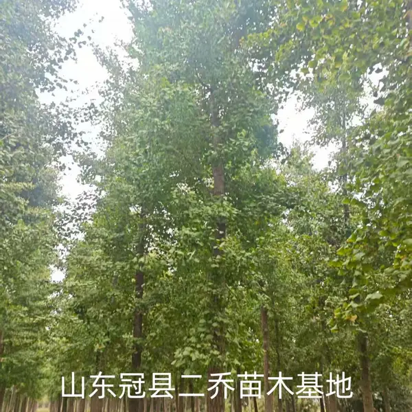 10公分至15公分银杏树,山东聊城东昌府区原生冠银杏树基地,银杏树产地上车价格,山东聊城银杏树