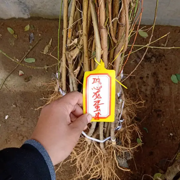 1�������������Ǯһ�� ������������