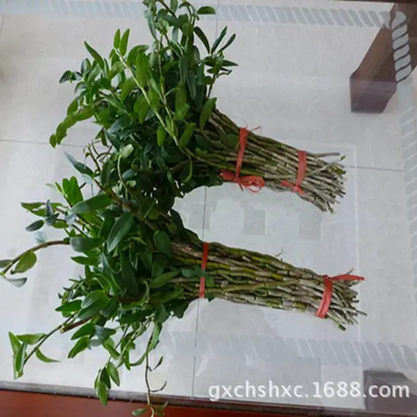 凌云苗源科技 铁皮石斛鲜条 中草药 优质产品 6666