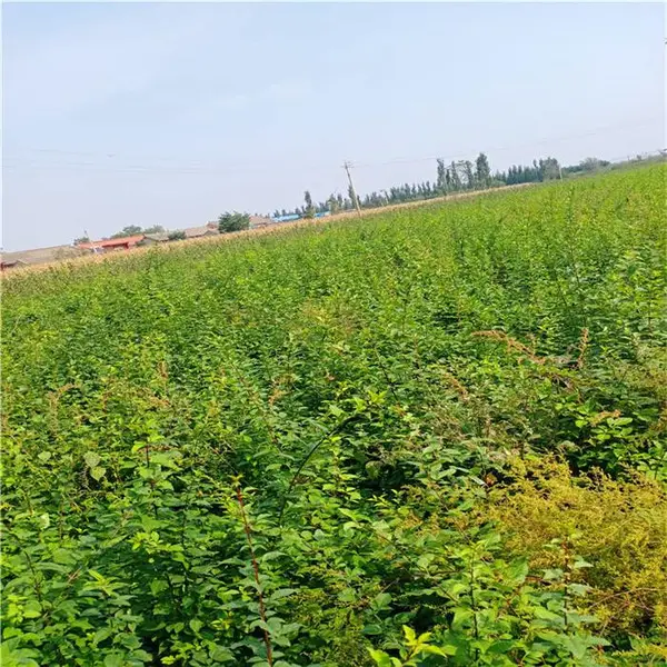 连翘苗栽植经济效益=一亩地能种多少1年生连翘苗+连翘苗哪里有卖