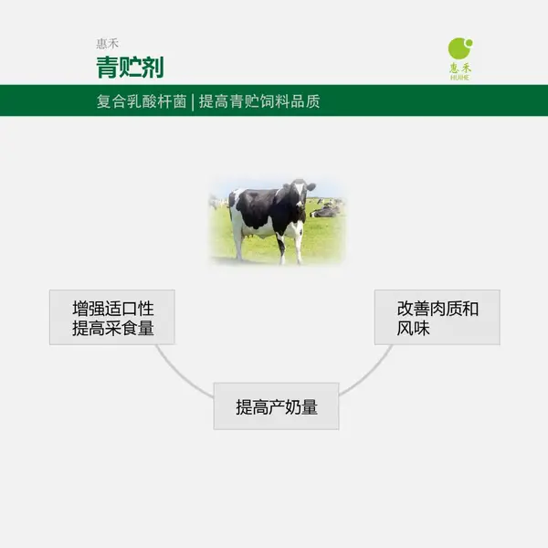 甘肃宁夏青贮发酵剂 复合乳酸杆菌100亿每克 同型异型发酵相结合