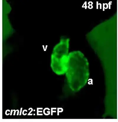 心脏转基因斑马鱼Tg(cmlc2:eGFP)转基因斑马鱼