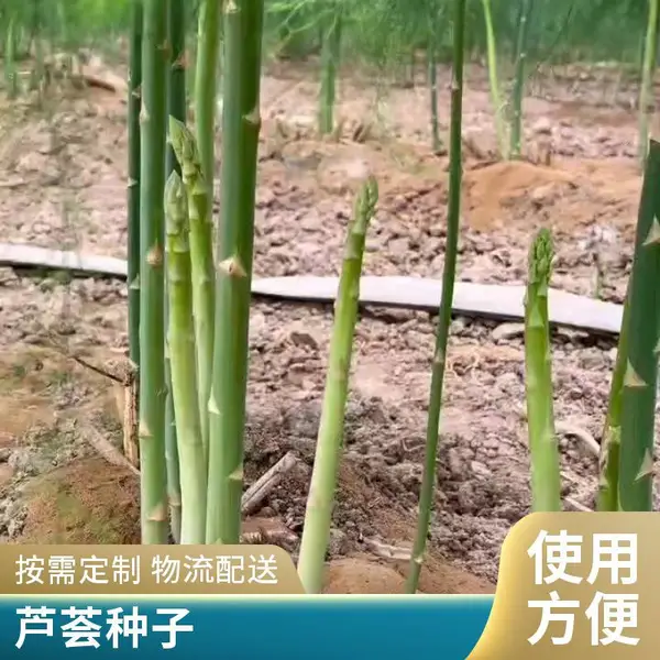 北京昌平鑫航育 6 号 F1 芦笋种子 无性系杂交 京北早春大棚早熟芦笋种籽