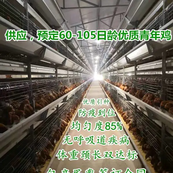 2个月海兰灰青年鸡均重700g,两个月新海兰灰青年鸡体重1.4斤左右