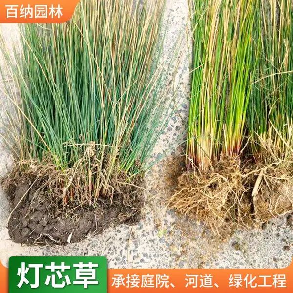 百纳 生长力强绿化苗木 水体绿化灯芯草 湖北植物苗