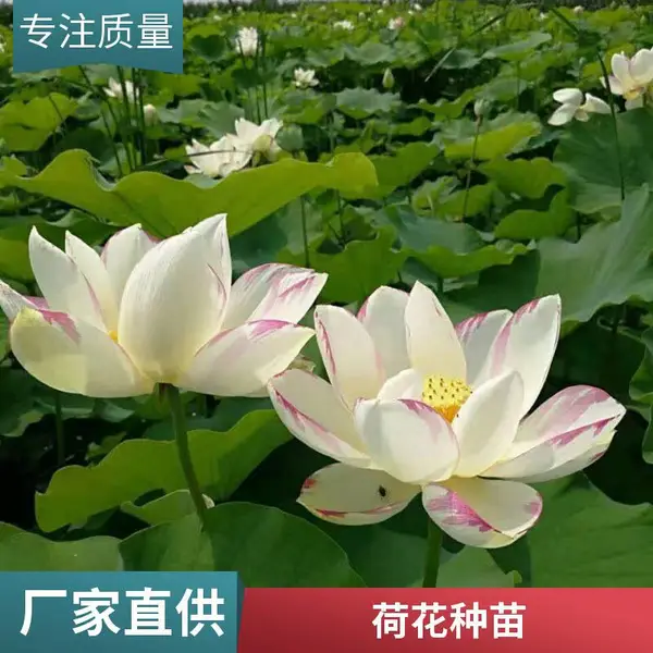 50cm盆栽荷花苗 绿化荷花 水生植物芦苇 多色睡莲 睡莲苗
