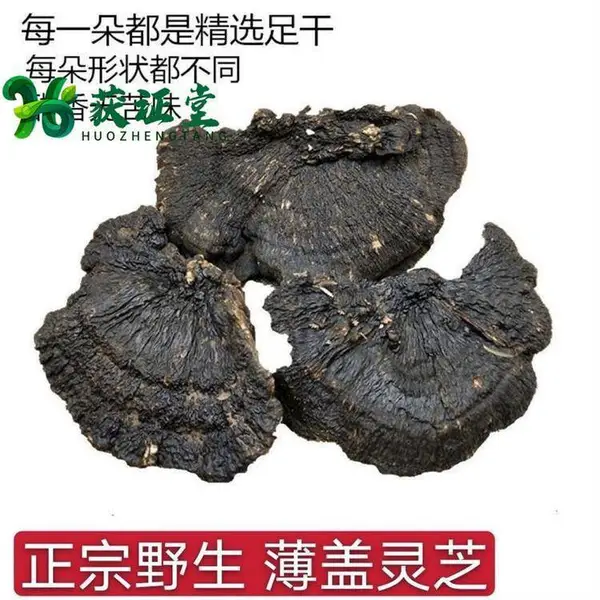 无硫野生薄盖灵芝中药材批发大个选货黑色侼树