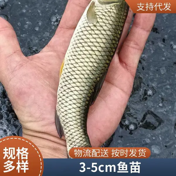 山东泰安草鱼苗鲤鱼鱼苗养殖基地5-8cm鱼苗适合混养,成活率高