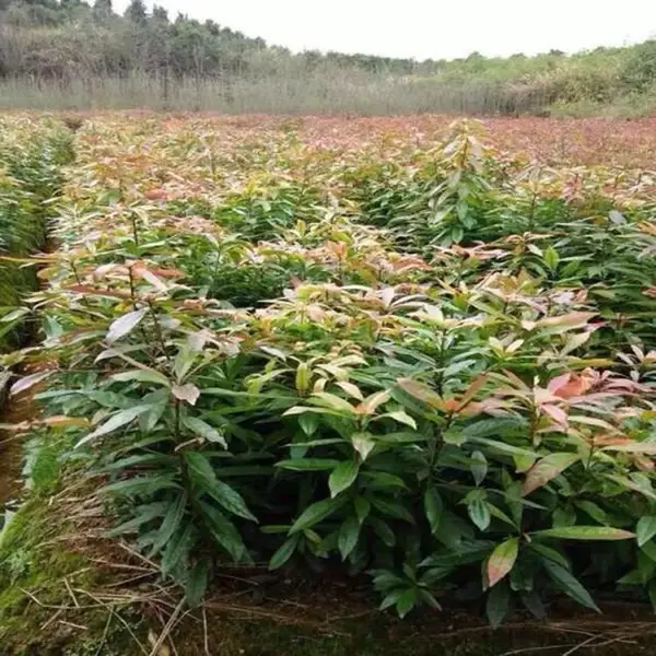 地径1.5公分木荷苗 高150公分木荷小苗 木荷小苗供应基地