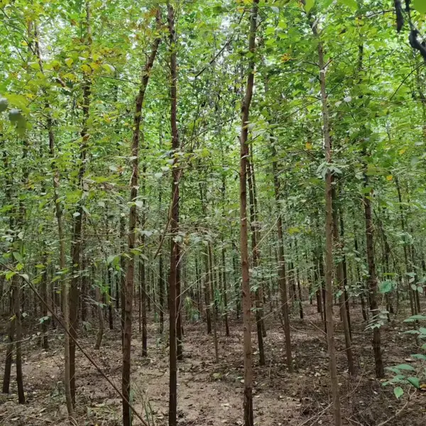 陕西汉中二乔苗木榆树小苗基地多少钱一颗,1公分榆树苗厂家批发,榆树小苗产地报价