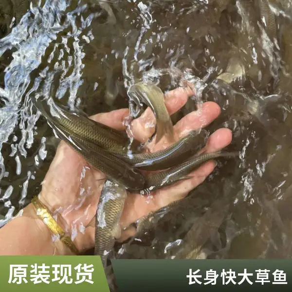 草鱼苗 脆肉鲩鱼鱼苗鱼塘精养后期脆化肉质紧实