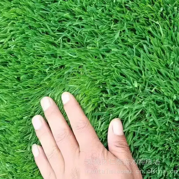 园林草坪批发 高羊茅草坪 草皮卷 常夏石竹种子