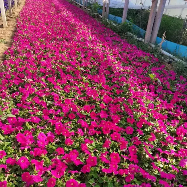 江西时令花卉一平方 金钻花卉时令花卉有哪些
