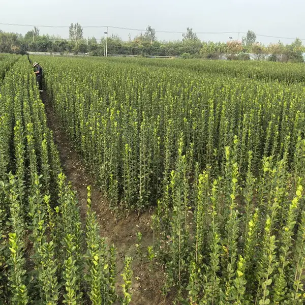 沃美园林出售北海道黄杨 常绿植物 露地栽培 绿色系观叶佳品 全国可种