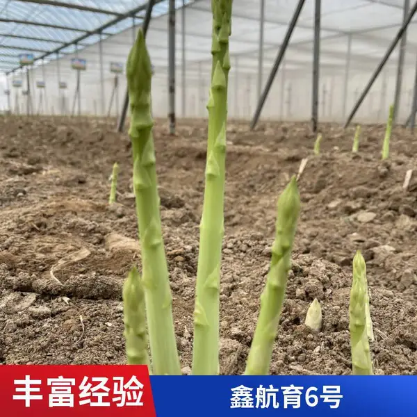 鑫航育 6 号芦笋种子 北京延庆批发 无性系 F1 代京北寒区露天覆膜适配种