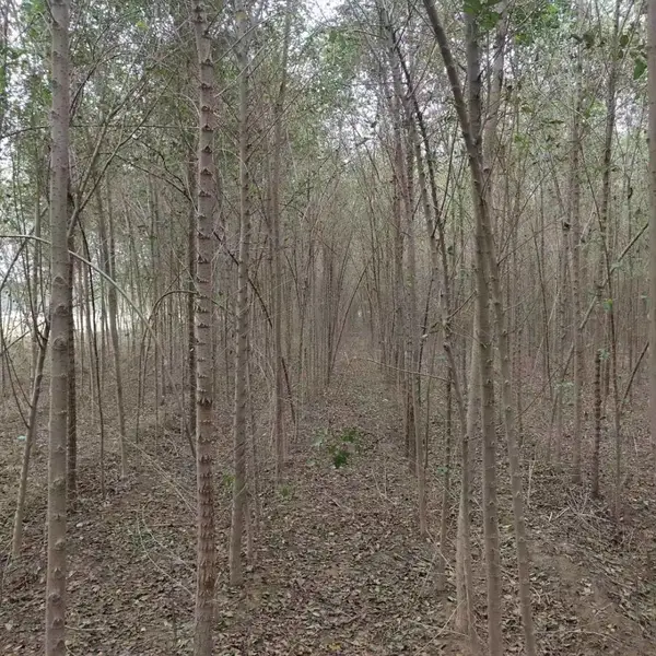 陕西榆林二乔苗木榆树苗基地批发上车价格,1公分榆树苗厂家批发,榆树小苗产地报价