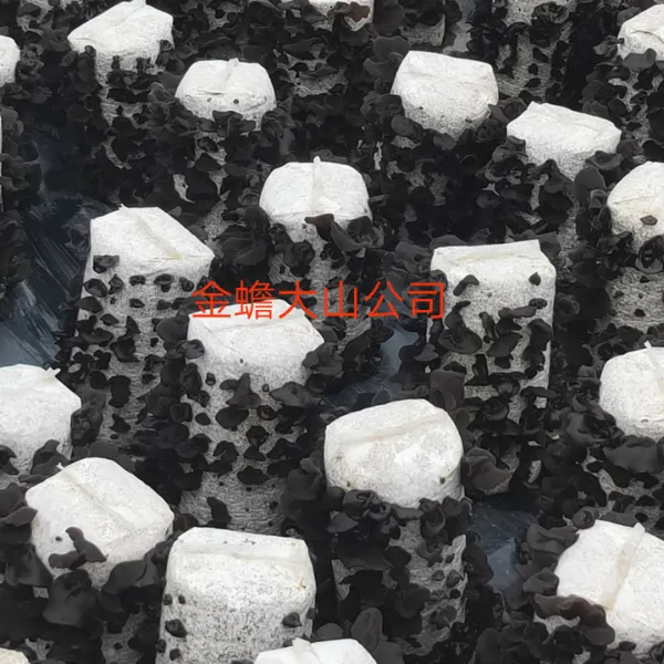 贵州金蟾大山公司供应黑木耳菌棒菌种