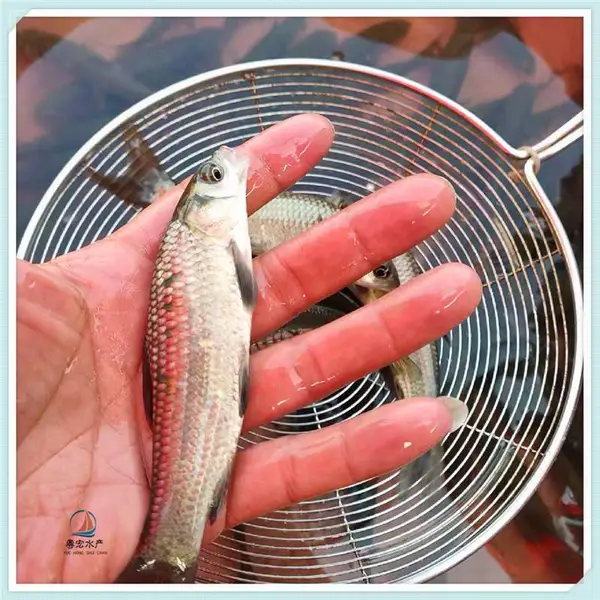 草鱼苗草食性 黄金草鱼苗 螺丝青鱼苗提供养殖方法