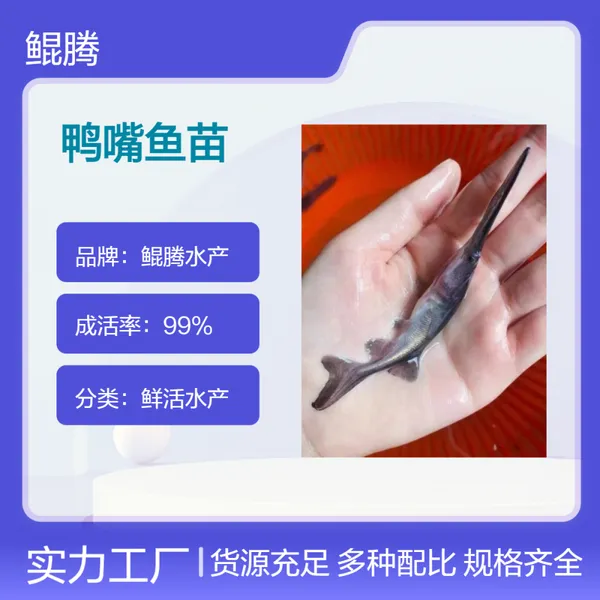 鲲腾水产 淡水养殖鸭嘴鱼苗 全国汽运空运 保障成活