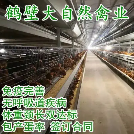 60日龄海兰褐青年鸡 防疫到位 体重颈长双达标 均匀度90%以上