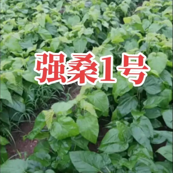����ǿɣ1��-ǿɣ3��-ǿɣ5�ż޽�ɣ�磨ͩ����������ľ���޹�˾��