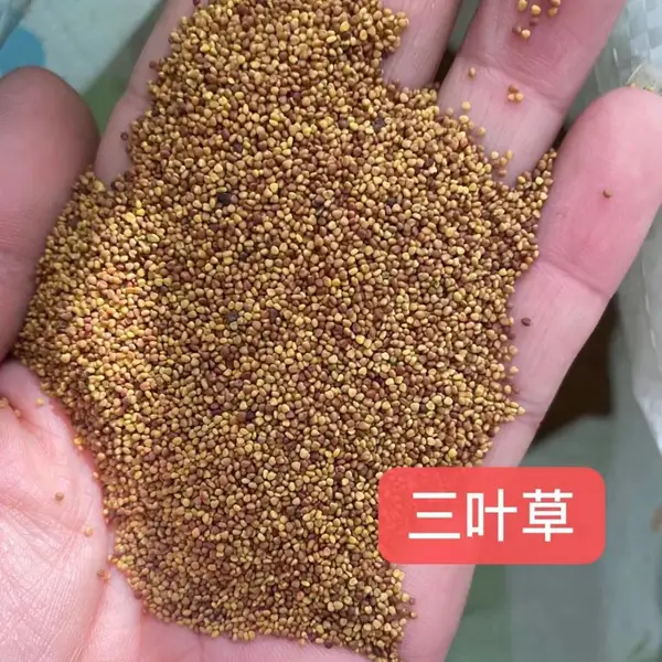 蛇目菊大滨菊花籽矮牵牛花种子野菊草棒草籽北京栾黄花槐酸枣